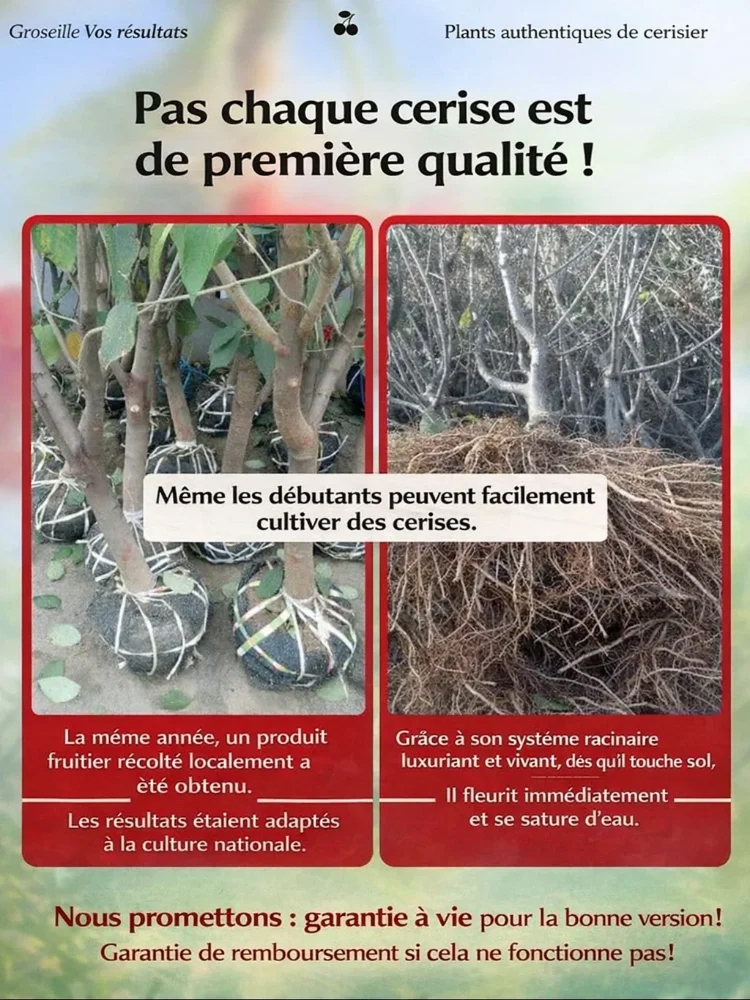 [Récolte Garantie ou Remboursé] Cerisier Doux Regina XXL | Plant Robuste de 2 Ans | Récolte la Première Année | Idéal Balcon ou Jardin | Résiste à -20°C 🍒🌳