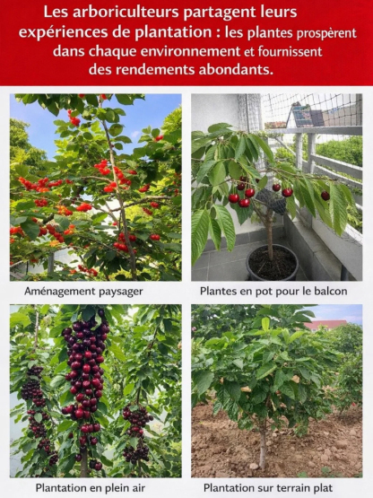 [Récolte Garantie ou Remboursé] Cerisier Doux Regina XXL | Plant Robuste de 2 Ans | Récolte la Première Année | Idéal Balcon ou Jardin | Résiste à -20°C 🍒🌳