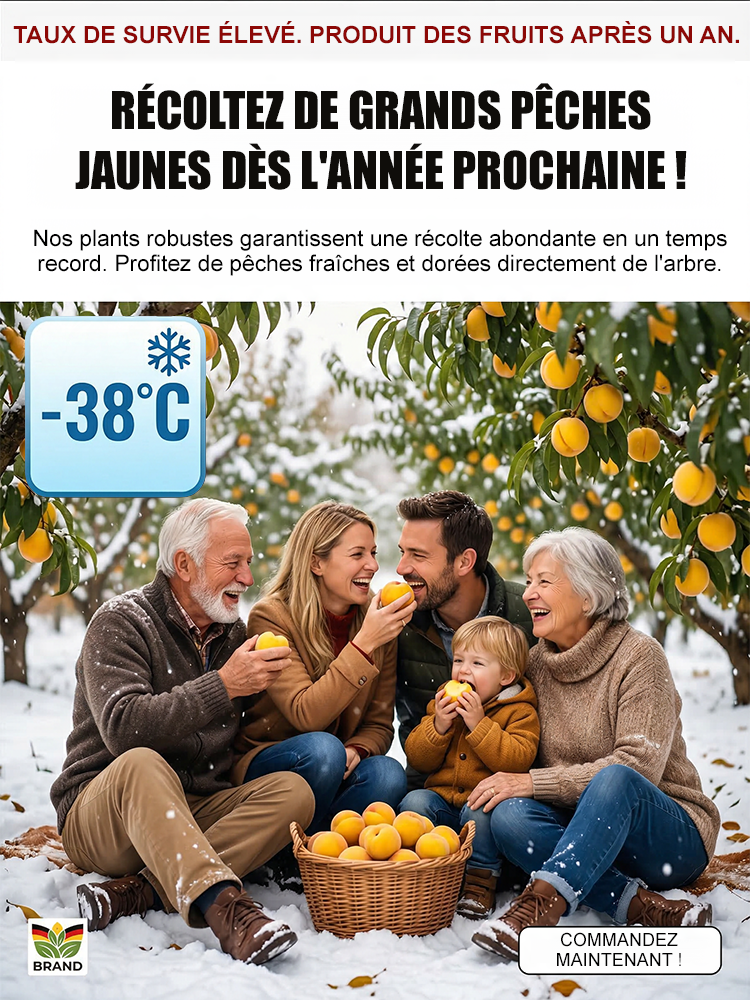 [Résultats de fructification en 3 mois]Plant de PêcherJaune Géant | Convient aux débutants | Pollinisation des fleurs🍑🌿  