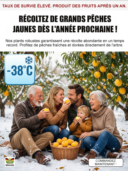 [Résultats de fructification en 3 mois]Plant de PêcherJaune Géant | Convient aux débutants | Pollinisation des fleurs🍑🌿  