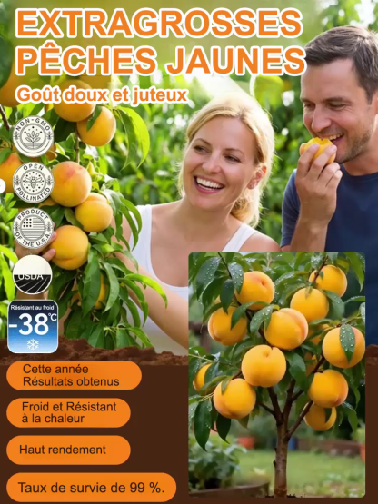 [Résultats de fructification en 3 mois]Plant de PêcherJaune Géant | Convient aux débutants | Pollinisation des fleurs🍑🌿  
