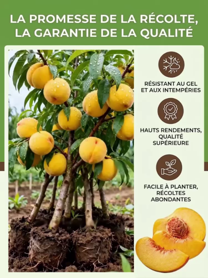 [Résultats de fructification en 3 mois]Plant de PêcherJaune Géant | Convient aux débutants | Pollinisation des fleurs🍑🌿  