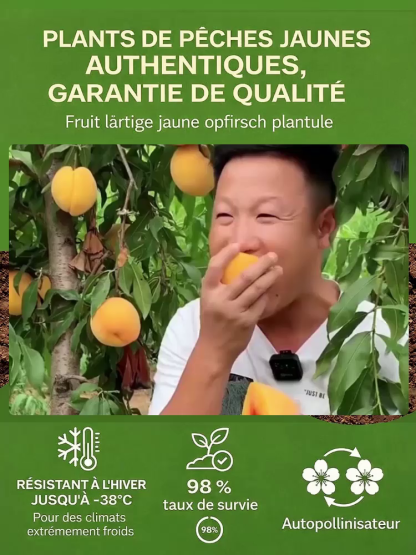 [Résultats de fructification en 3 mois]Plant de PêcherJaune Géant | Convient aux débutants | Pollinisation des fleurs🍑🌿  