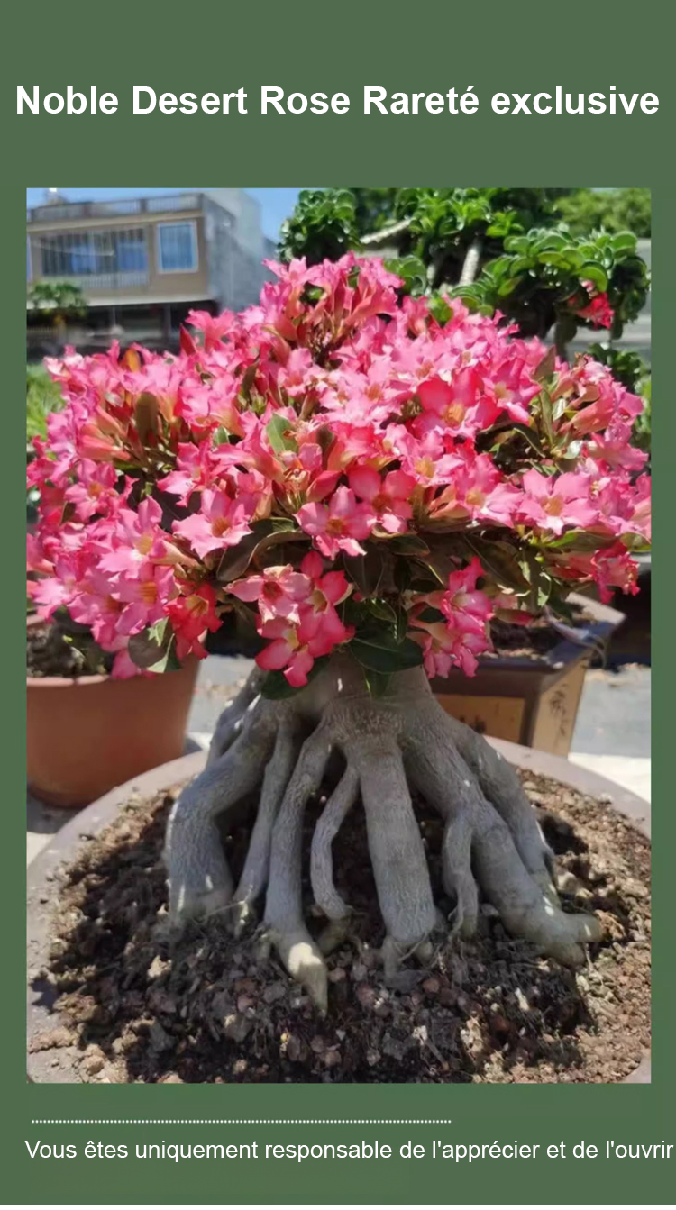 翻译件-SL-【浇水就活100年】沙漠玫瑰种球花-1267950-系统_07.jpg