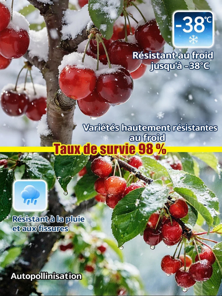 [Récolte Garantie ou Remboursé] Cerisier Doux Regina XXL | Plant Robuste de 2 Ans | Récolte la Première Année | Idéal Balcon ou Jardin | Résiste à -20°C 🍒🌳