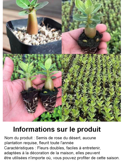 【25 jours avant la floraison】Bulbe de rose du désert | Résistant au froid jusqu’à -20°C et tolérant à la chaleur | Floraison pendant 300 jours | Pousse presque sans eau | Avec garantie 100 % de reprise 🌸