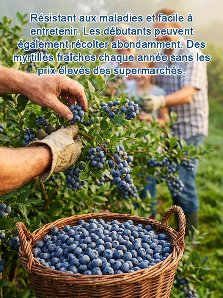 Pas de Fruits,100% Remboursé | Myrtillier Bio 🫐 | Plant 2 Ans en Motte |Récolte Dès Juin | Facile et Rustique | Rendement 10kg | Soin des Yeux🌿