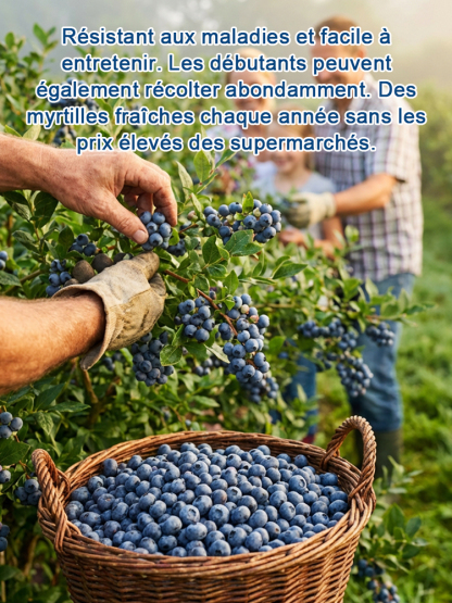 Pas de Fruits,100% Remboursé | Myrtillier Bio 🫐 | Plant 2 Ans en Motte |Récolte Dès Juin | Facile et Rustique | Rendement 10kg | Soin des Yeux🌿