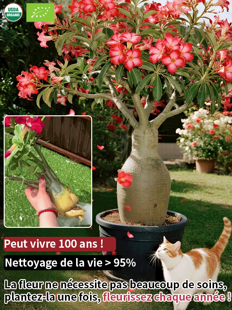 【25 jours avant la floraison】Bulbe de rose du désert | Résistant au froid jusqu’à -20°C et tolérant à la chaleur | Floraison pendant 300 jours | Pousse presque sans eau | Avec garantie 100 % de reprise 🌸