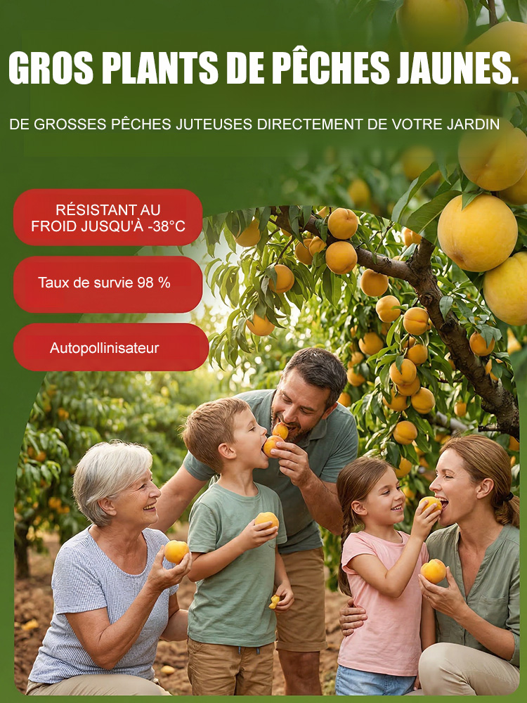 [Résultats de fructification en 3 mois]Plant de PêcherJaune Géant | Convient aux débutants | Pollinisation des fleurs🍑🌿  