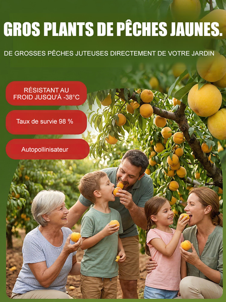 [Résultats de fructification en 3 mois]Plant de PêcherJaune Géant | Convient aux débutants | Pollinisation des fleurs🍑🌿  