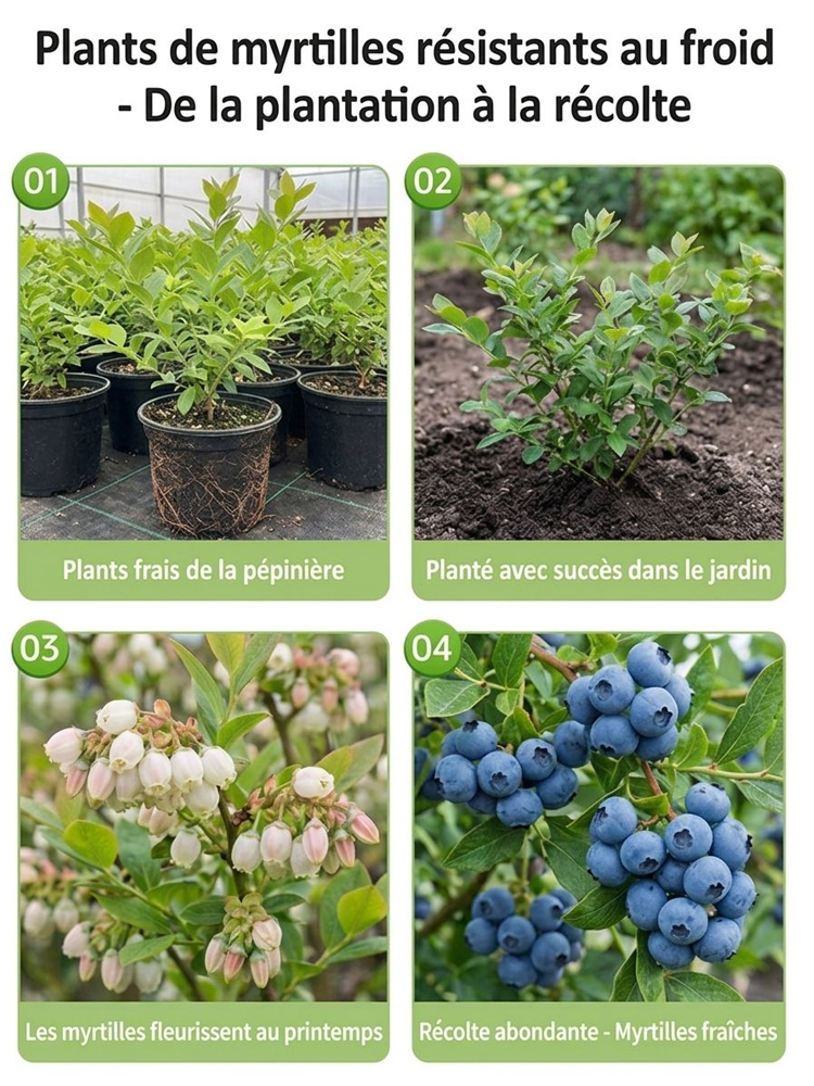 Pas de Fruits,100% Remboursé | Myrtillier Bio 🫐 | Plant 2 Ans en Motte |Récolte Dès Juin | Facile et Rustique | Rendement 10kg | Soin des Yeux🌿