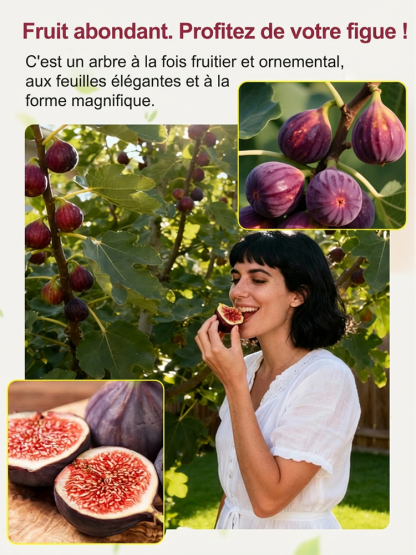 【Garantie de Reprise 100%】 Figuier de Grècede 2 ans | Rustique jusqu'à -20°C | Idéal Balcon & Jardin | Récolte dès cet été 🟣🌳