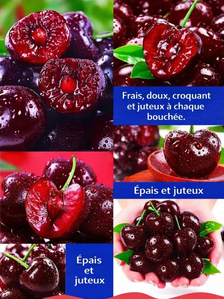 [Récolte Garantie ou Remboursé] Cerisier Doux Regina XXL | Plant Robuste de 2 Ans | Récolte la Première Année | Idéal Balcon ou Jardin | Résiste à -20°C 🍒🌳