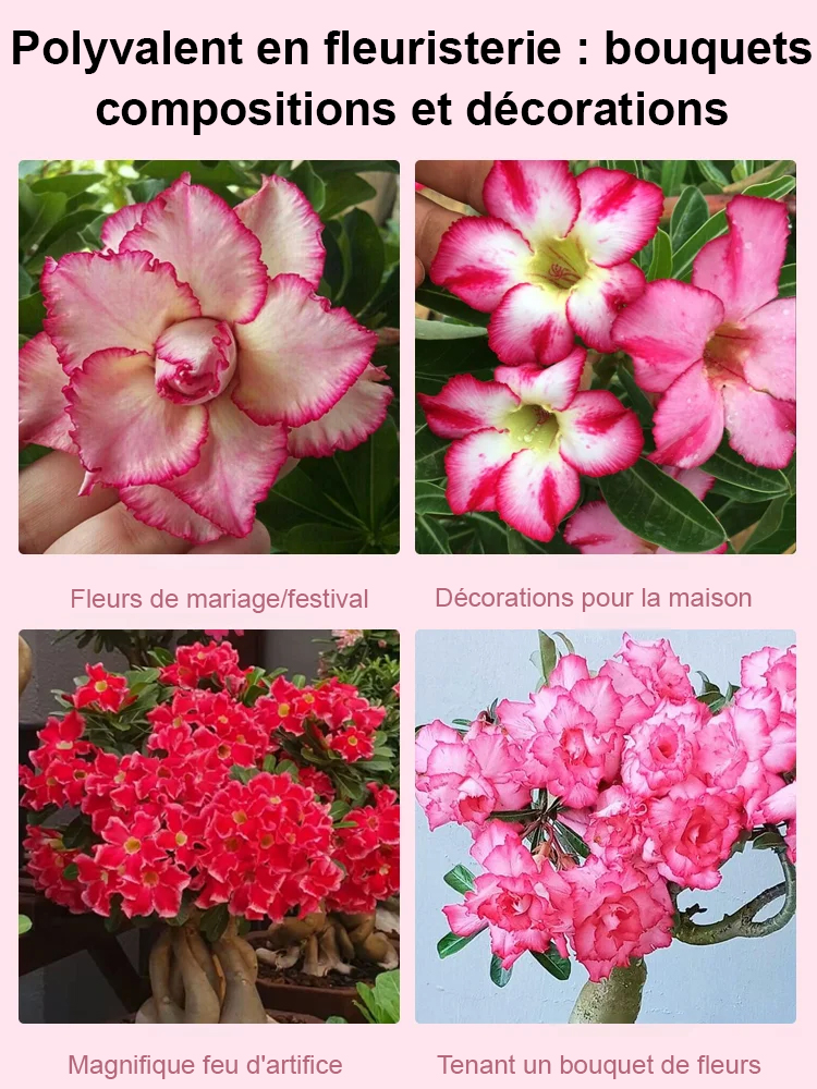 【25 jours avant la floraison】Bulbe de rose du désert | Résistant au froid jusqu’à -20°C et tolérant à la chaleur | Floraison pendant 300 jours | Pousse presque sans eau | Avec garantie 100 % de reprise 🌸