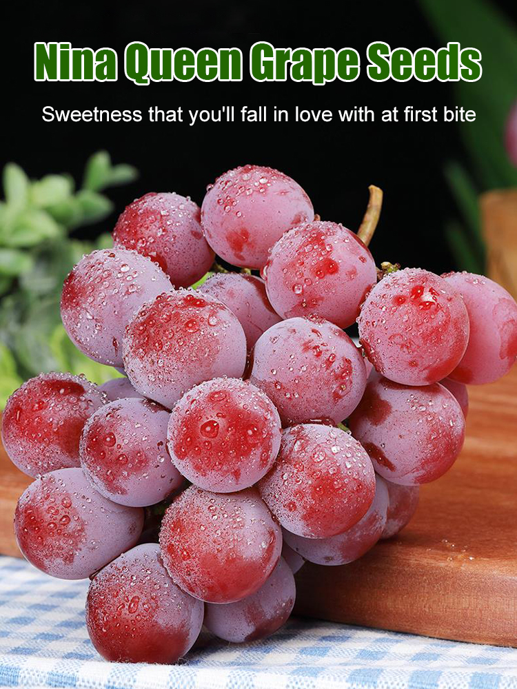 Queen Nina Grapes With Natural Wine Flavor