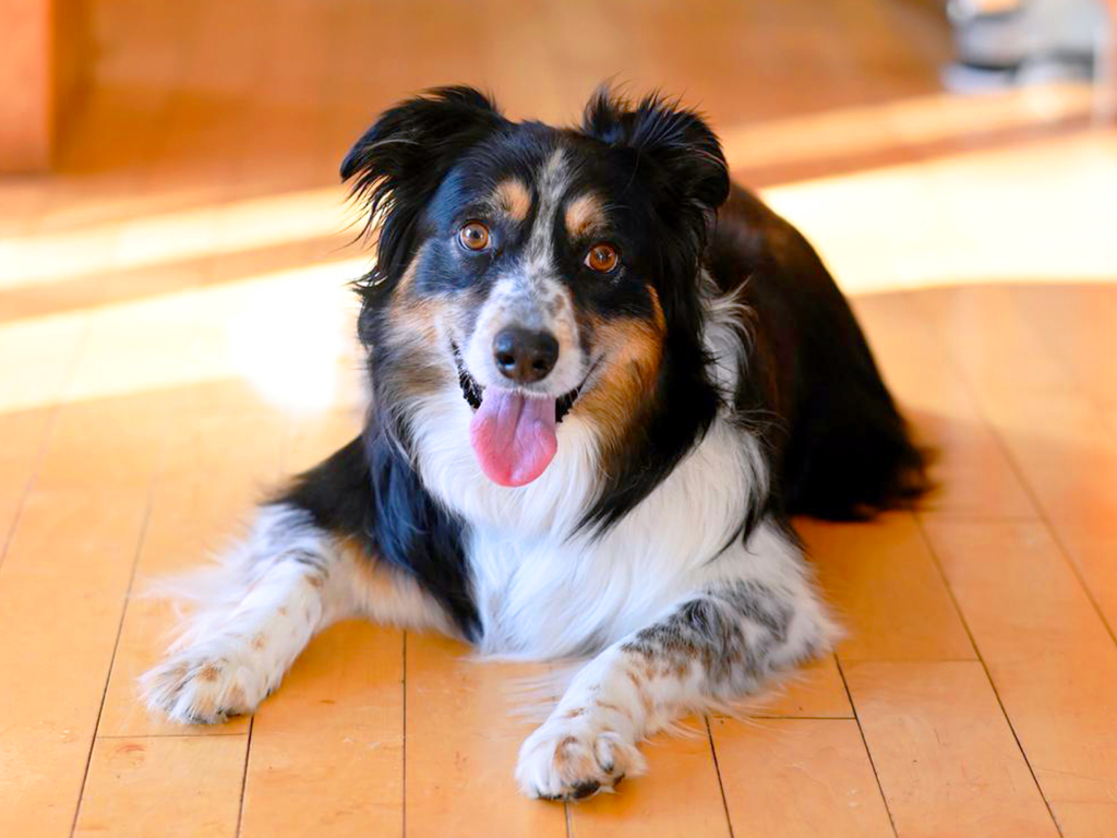 A Cute Dog- Mazzy