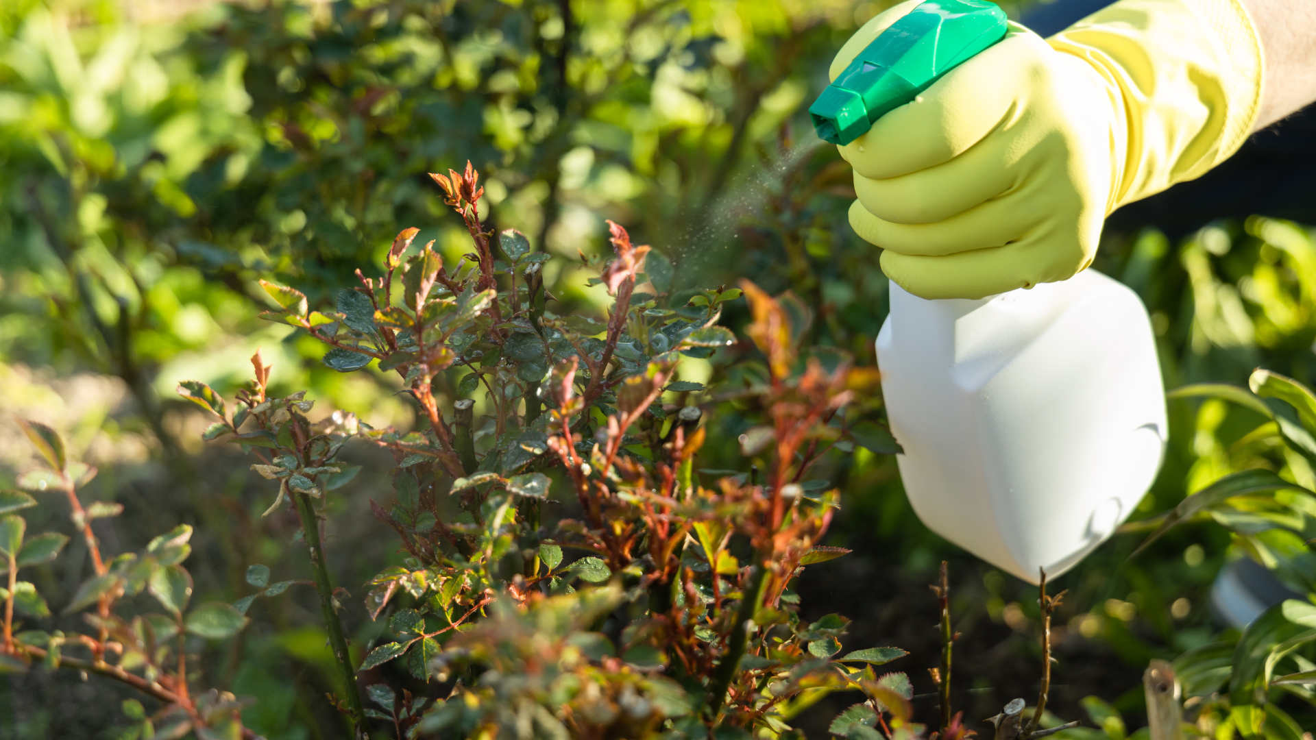 Treatment for pests