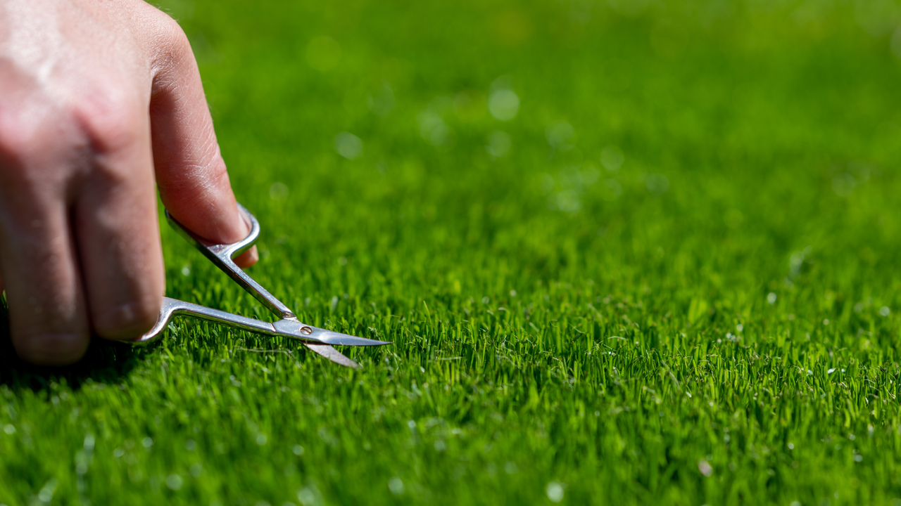 Grass cutting with a scissor 