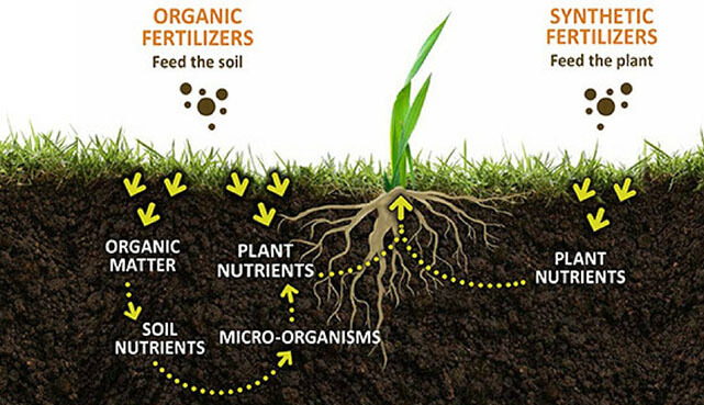 Organic and synthetic fertilizer