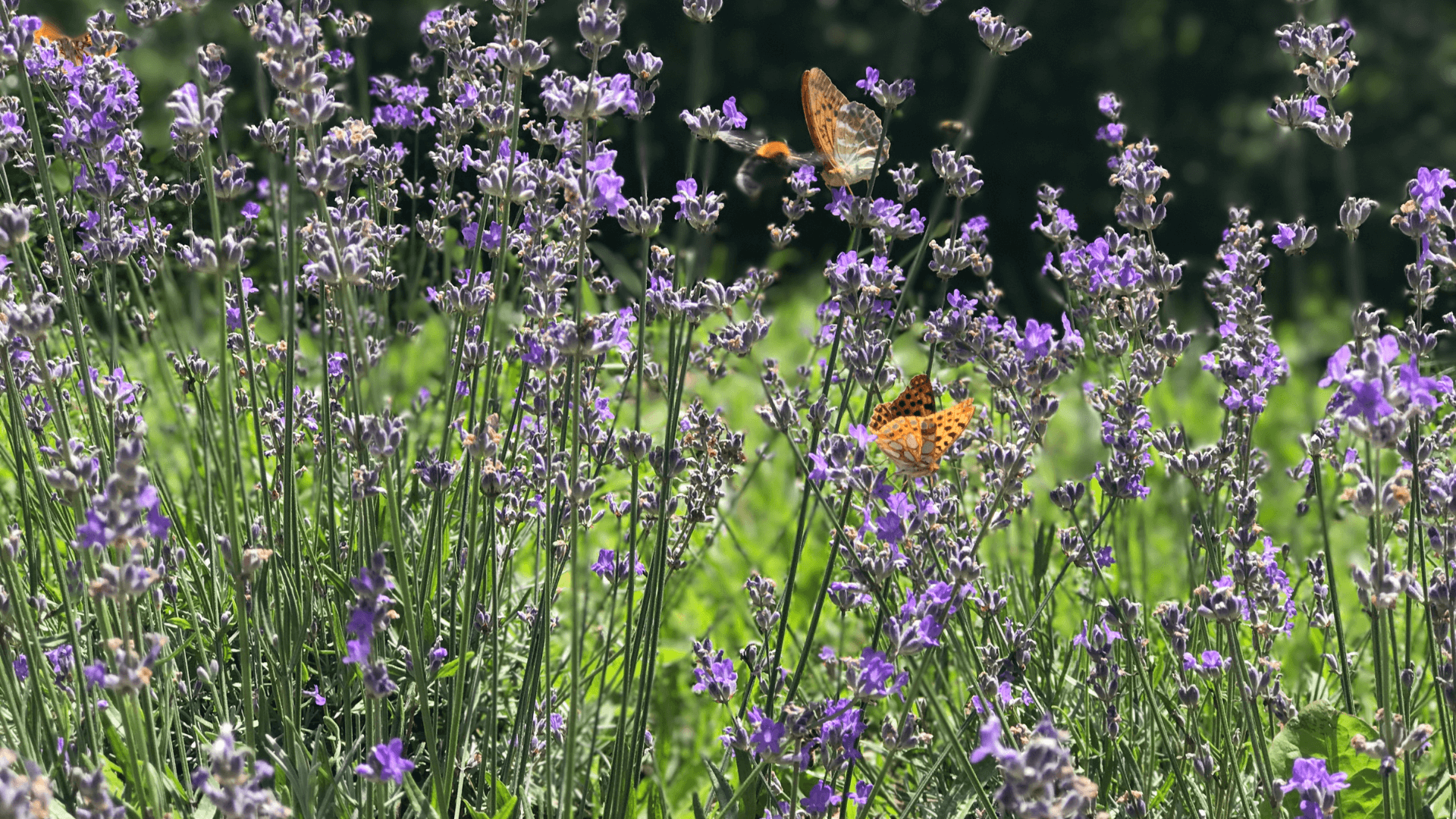 springtime grass care