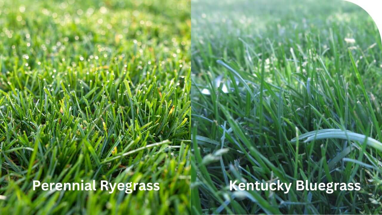 Recommended types of grass for good mowing patterns