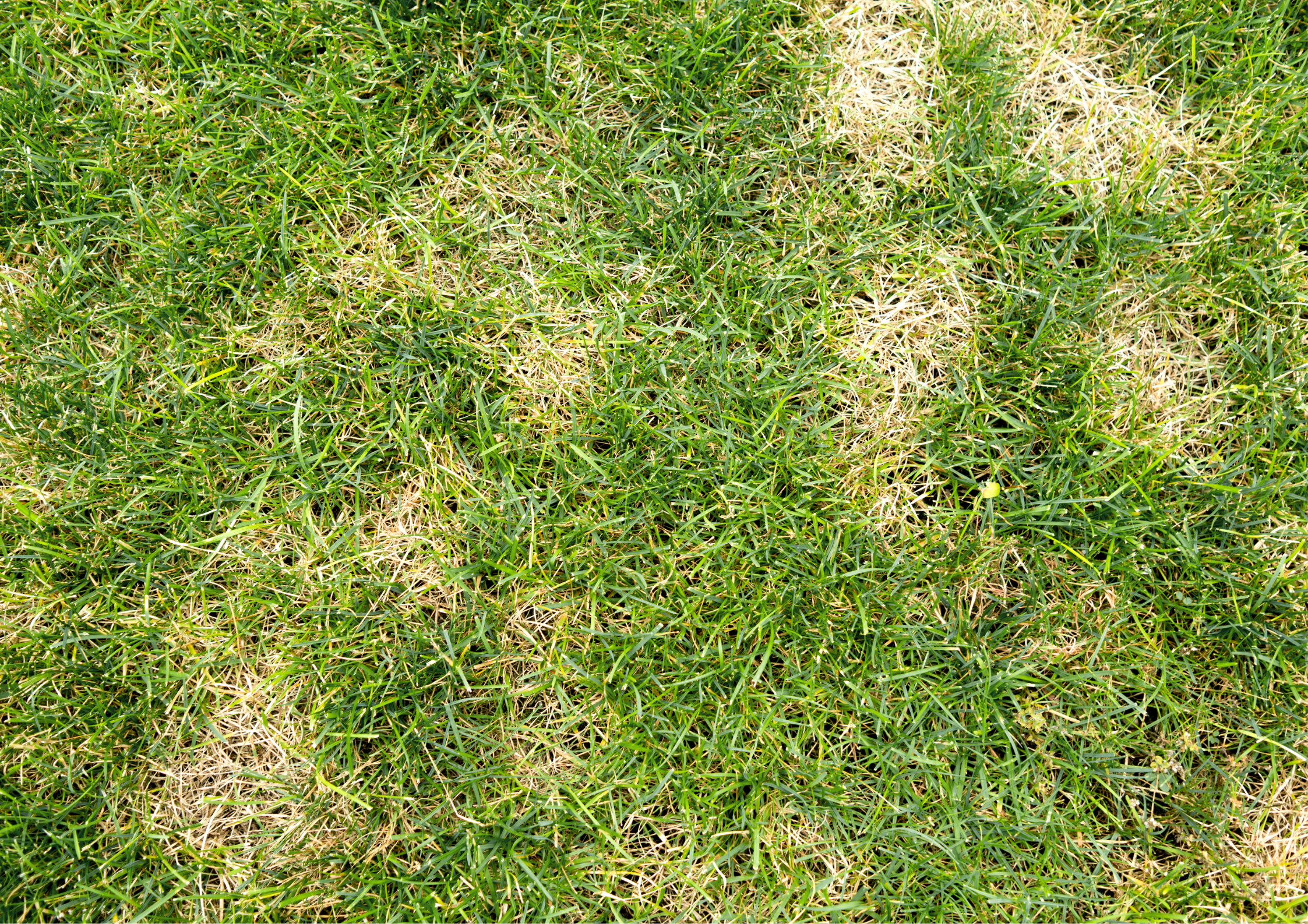 Yellow patches in lawn 