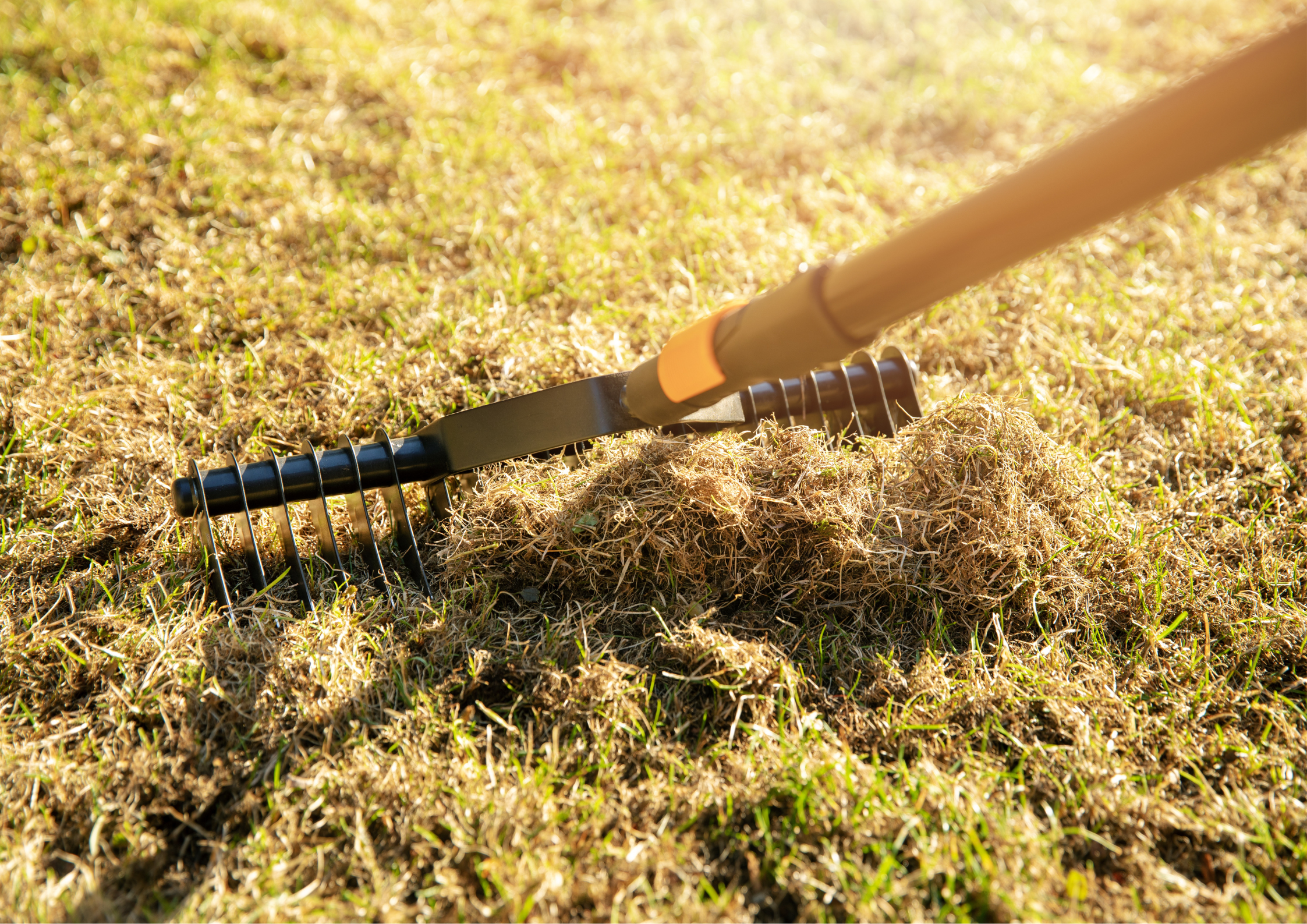 removing dead grass after winter