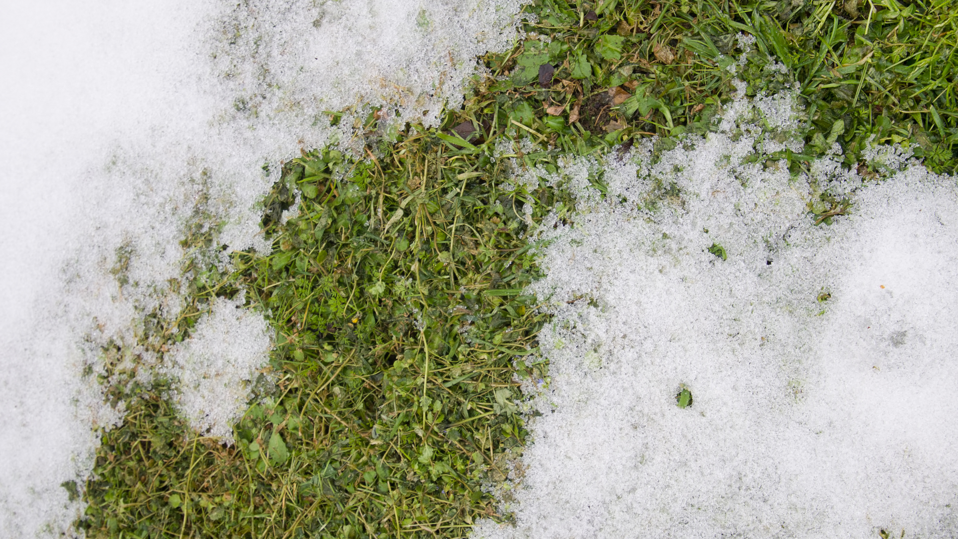 Frozen grass