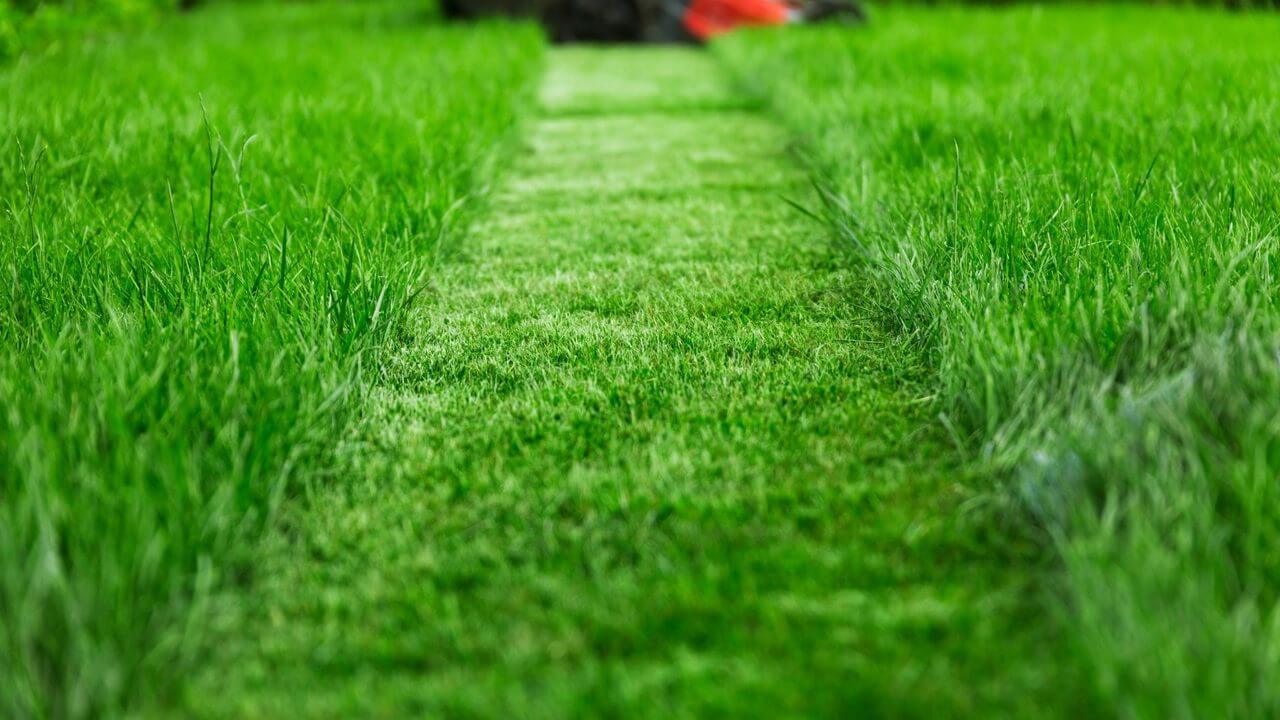 Different Grass Heights