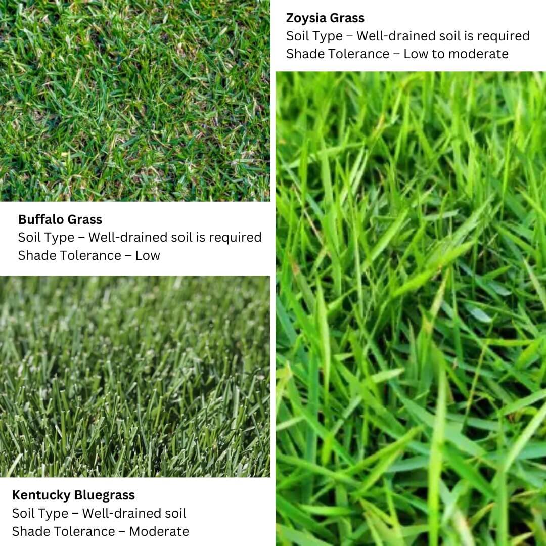 Types of grass