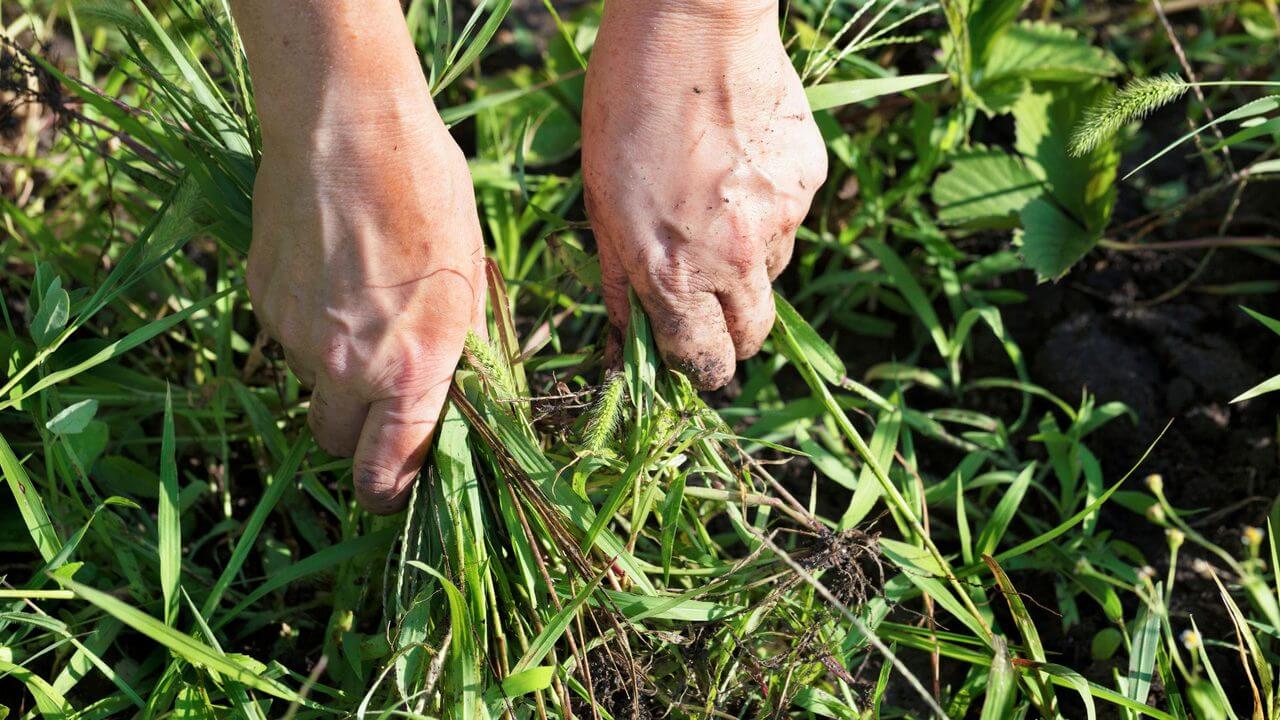 removing weed