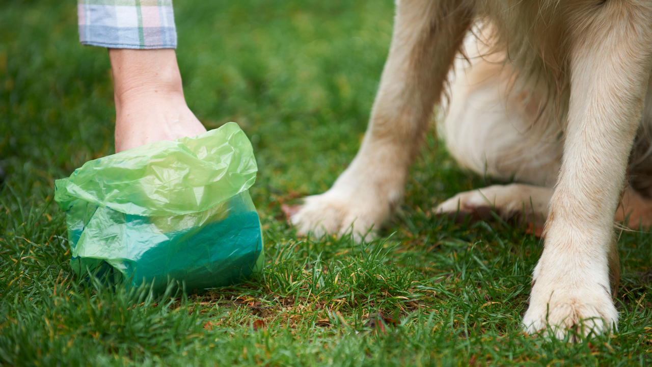 Dog Poop in Lawn 