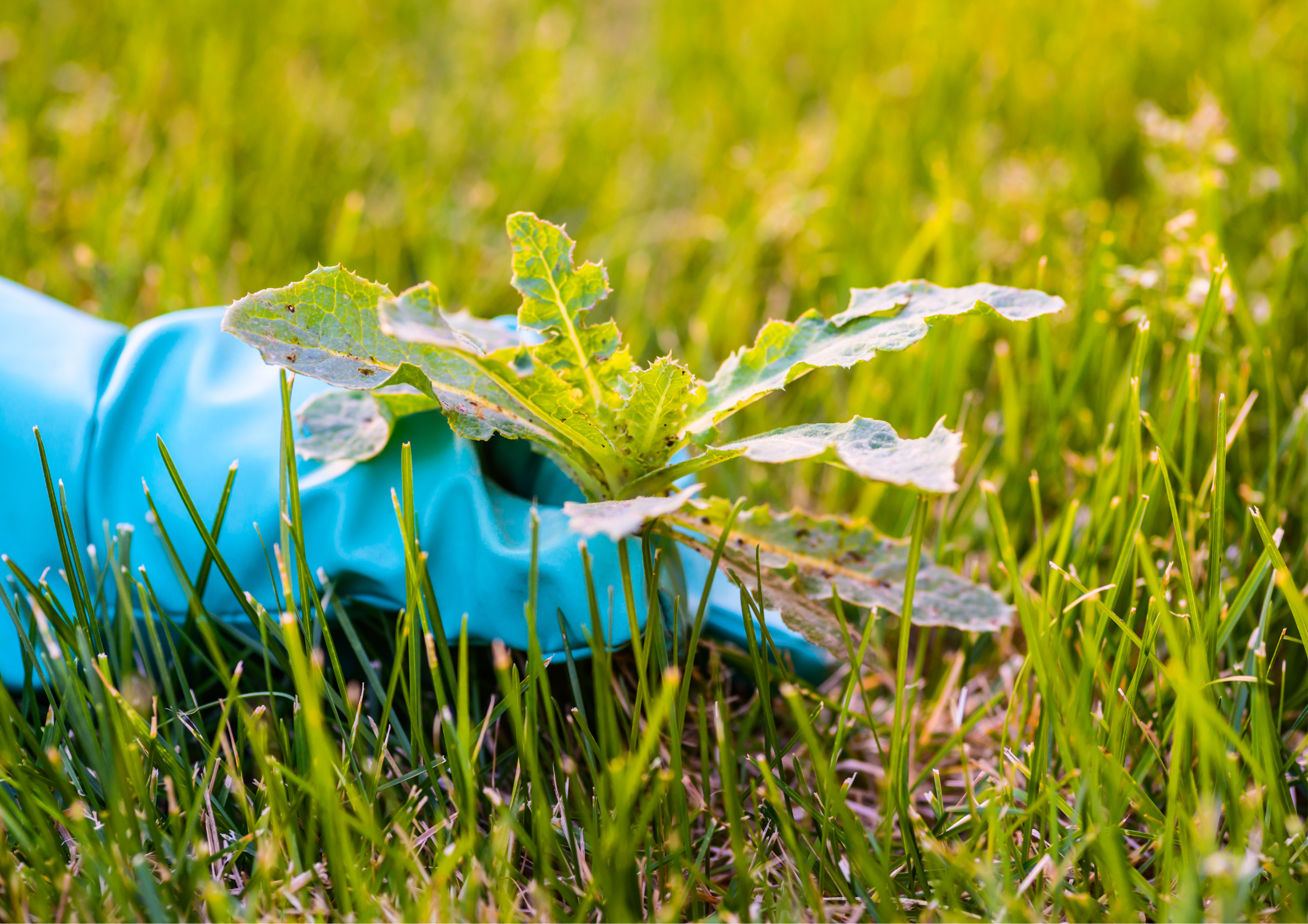 Lawn weed removal by hand