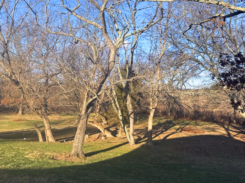 Beabiful Lawn