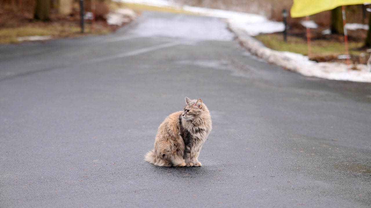 A Beautiful Cat