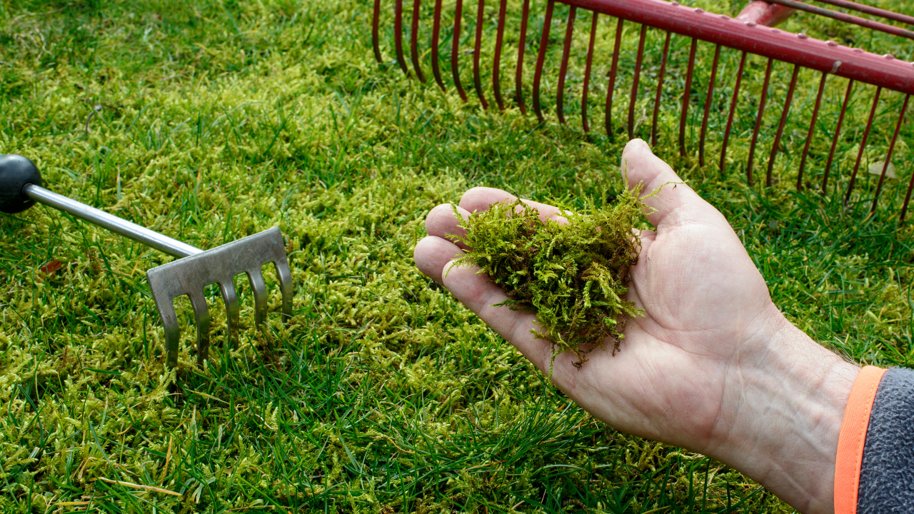 Types of Mowers
