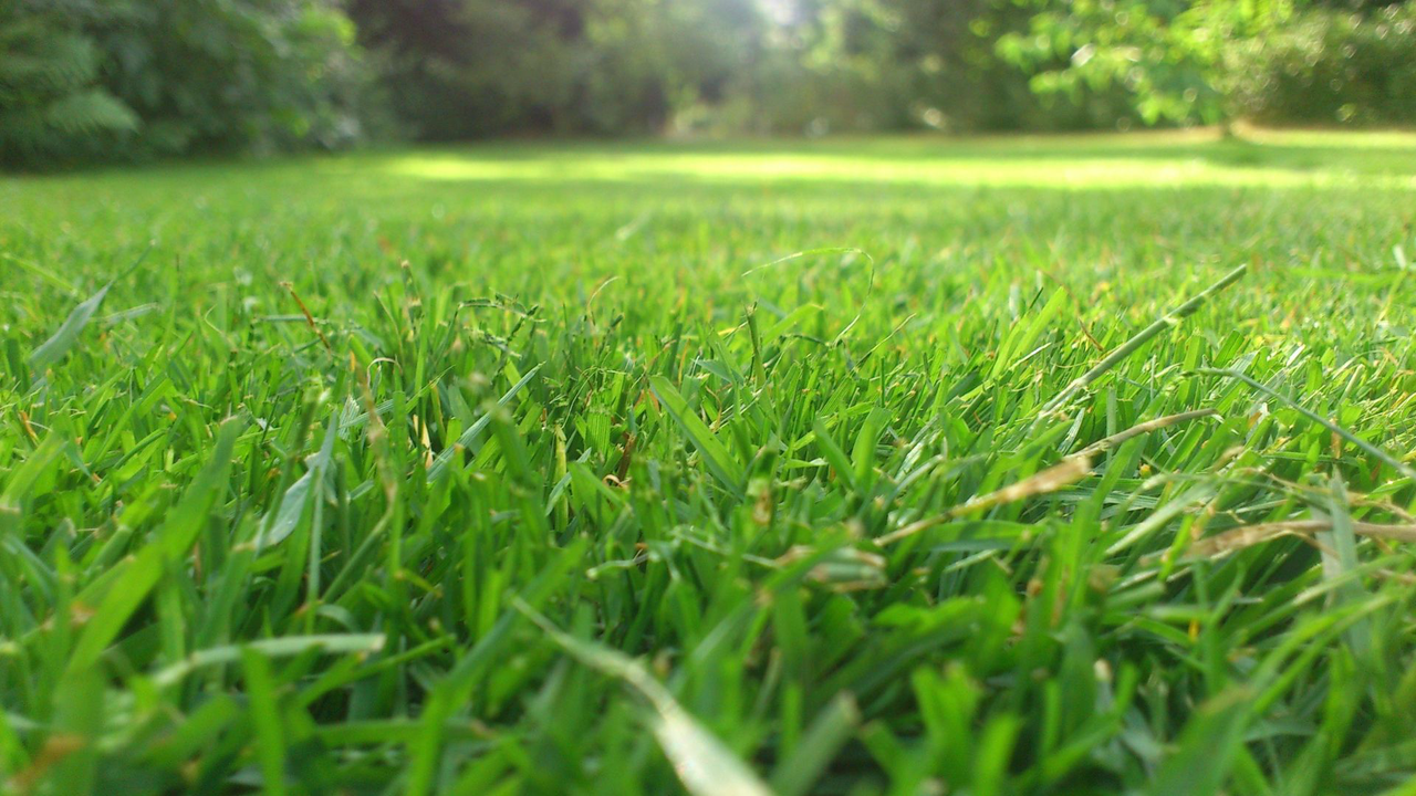 Healthy grass 