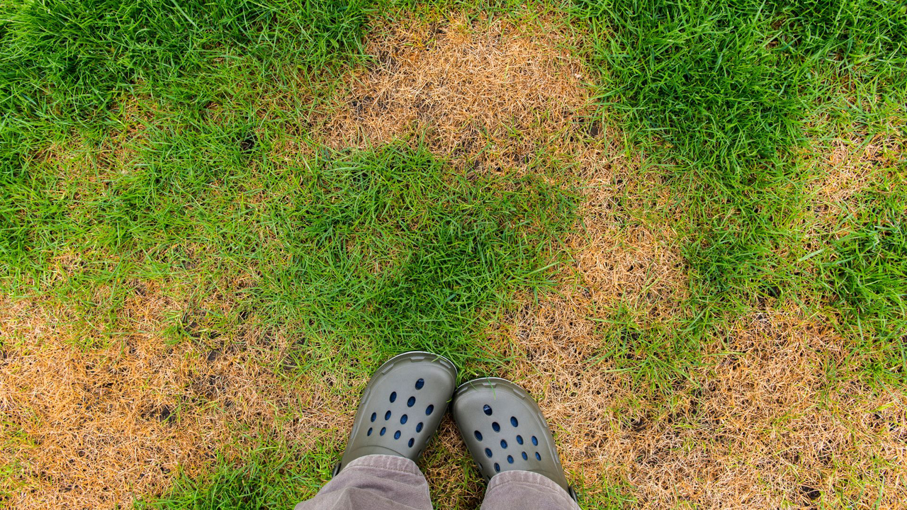 Patch lawn in extreme hot and dry conditions 