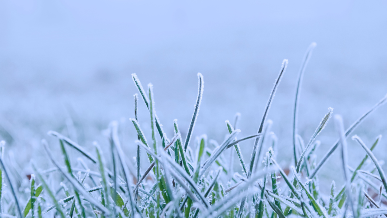 Snow On grass blades 