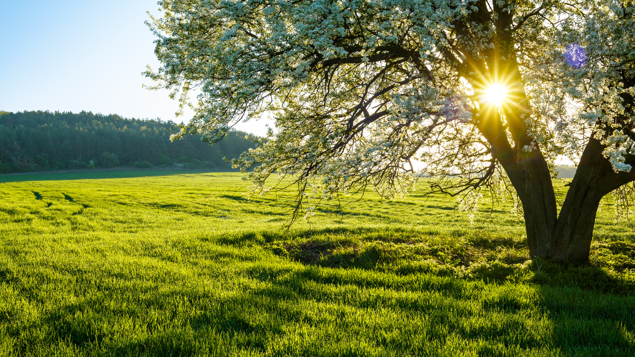 Spring time grass care 