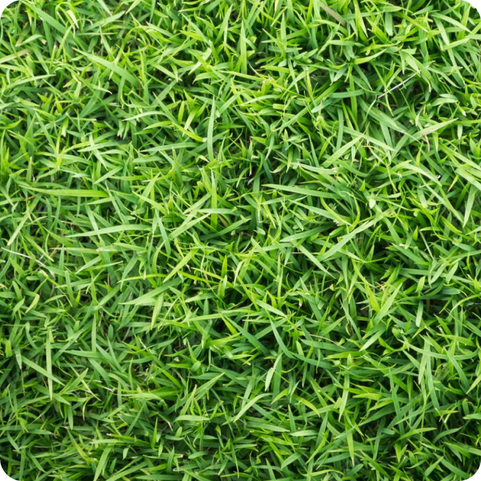 Perennial Ryegrass
