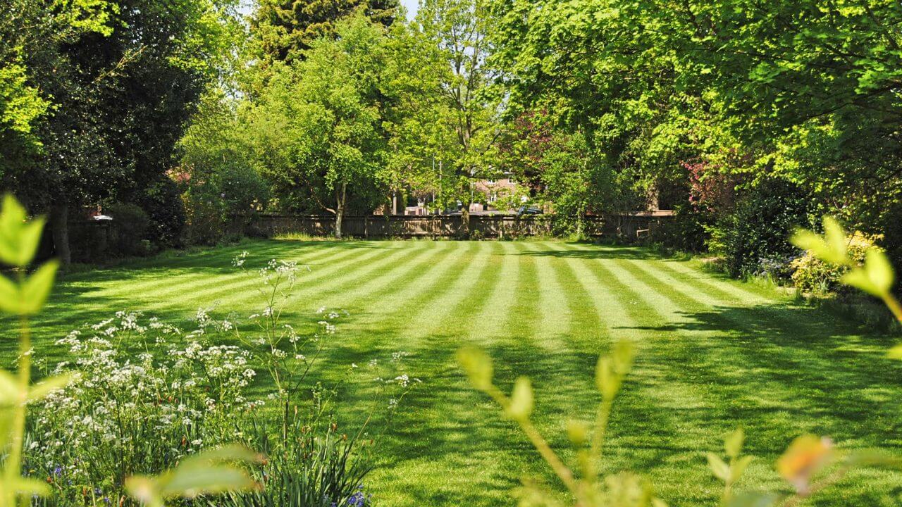 The Ultimate Lawn Care Guide For You.