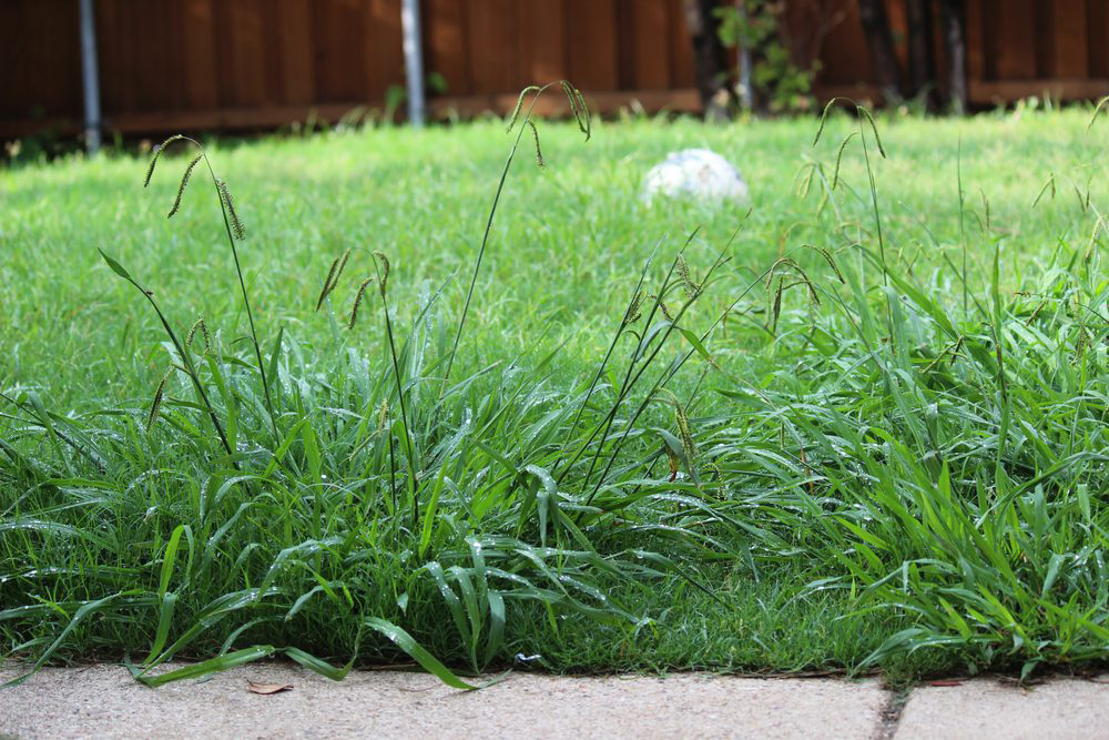 Weed patches in lawn
