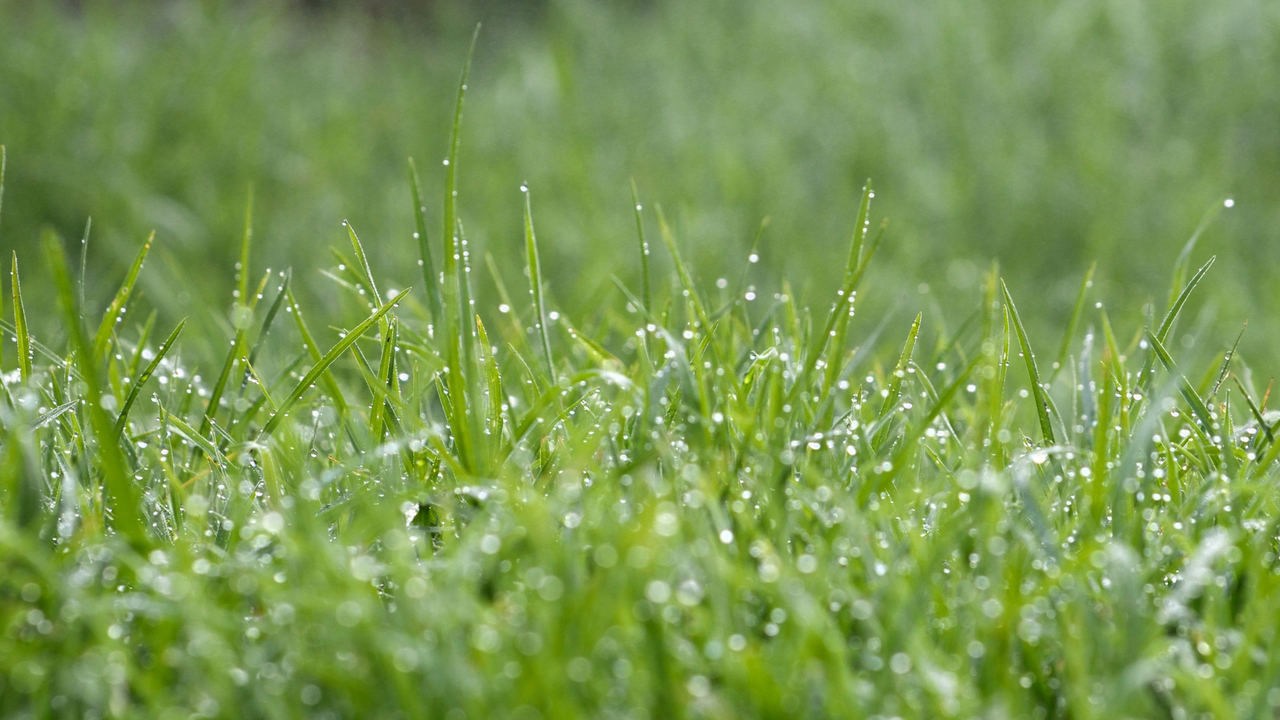 wet grass