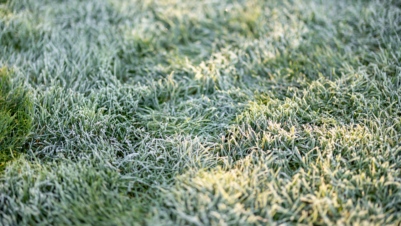 winter grass 