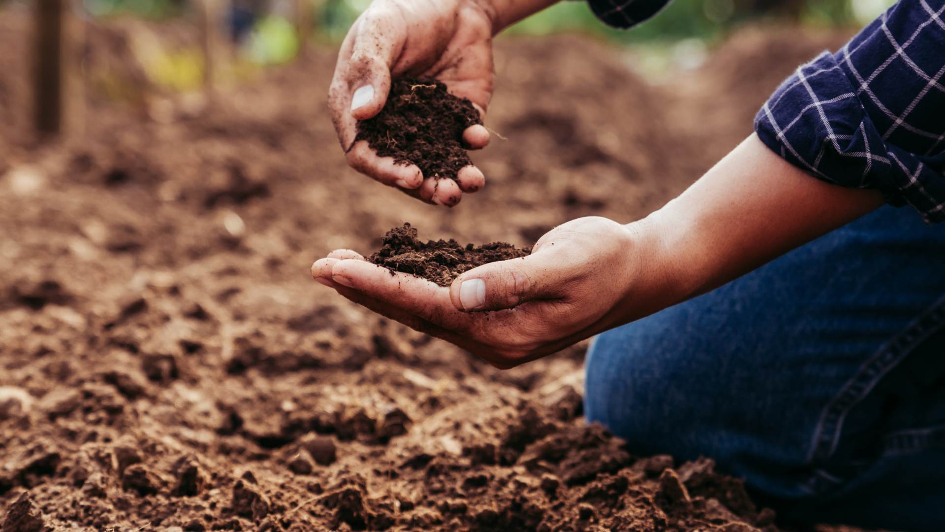 Soil Testing and Preparation