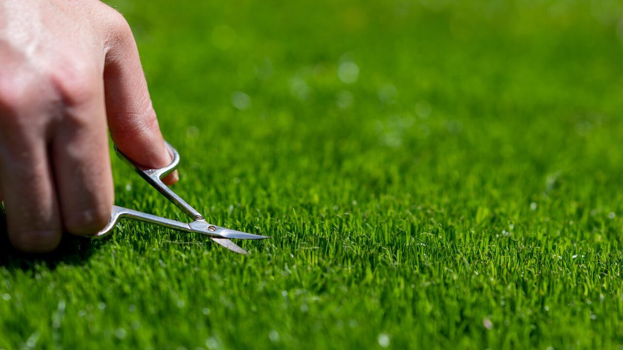 A prefectly trimmed lawn
