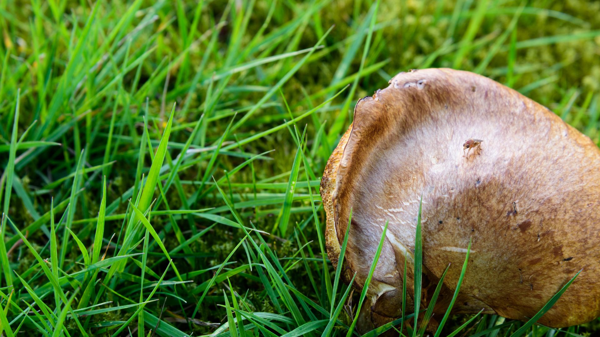 Effective Pest Control Strategies