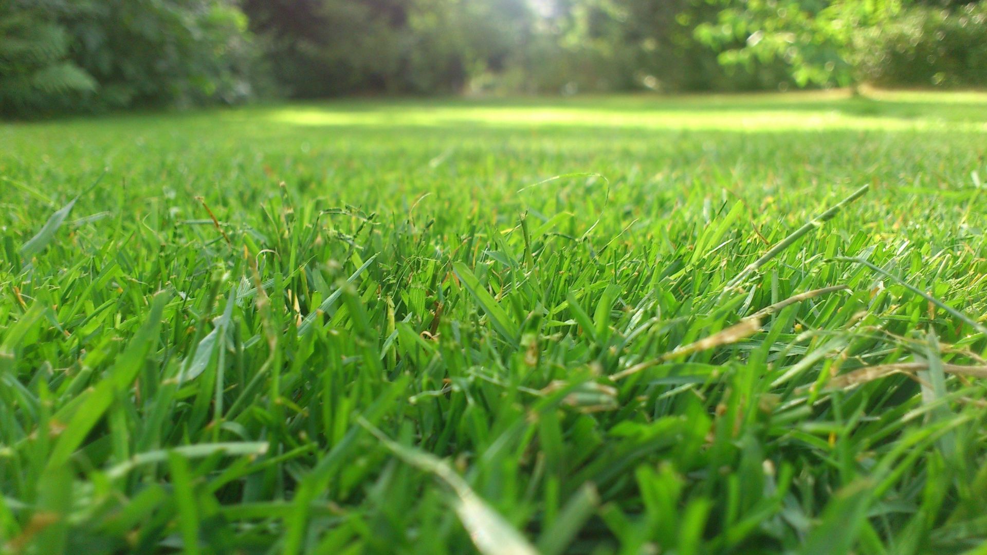 Healthy grass 